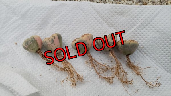 画像2: karasmontana ssp. ‘Cascade’ ex C285【26-1】