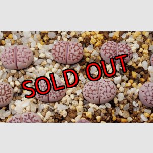 画像: julii subsp. julii 'Yukari'【26-1】