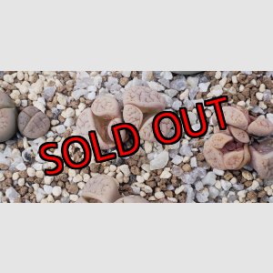 画像: ex374 Paw pads【26-1】