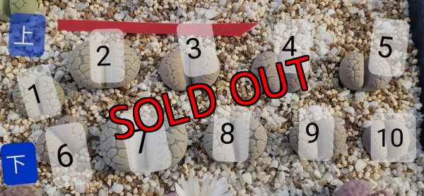 画像2: Frik Grey【26-1】