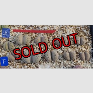 画像: Frik Grey【26-1】