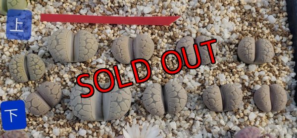 次の写真に番号振ってます