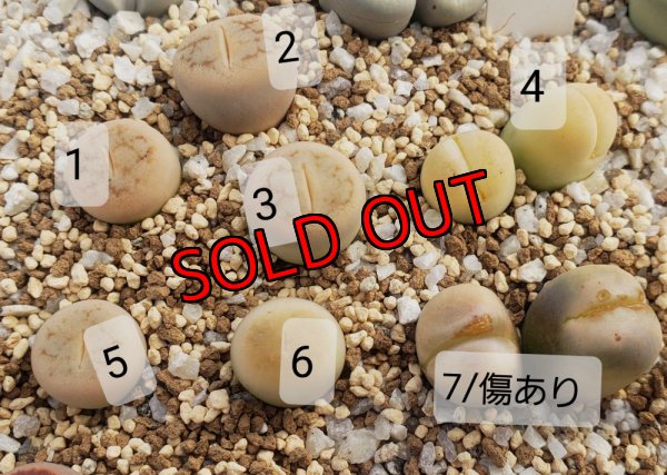 画像2:  C388 翆蛾 steineckeana【26-1】