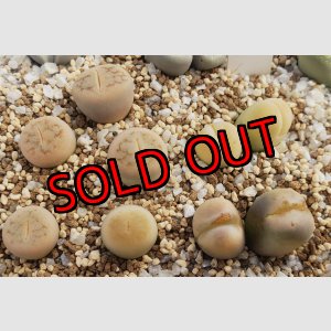 画像:  C388 翆蛾 steineckeana【26-1】