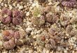 画像2: obcordellum picturatum SB622【26-10】
