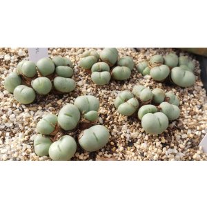 画像: globosum 【26-10】