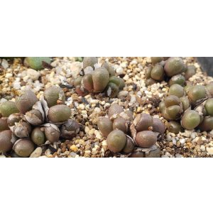画像: brunneuｍ　CR1141 【26-10】