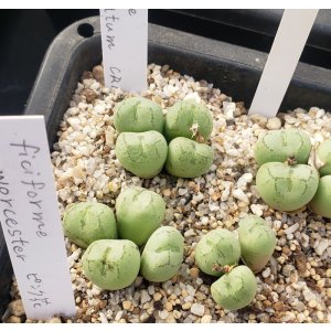 画像: ficiforme fossuiatum CR1527【26-10】