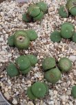 画像3:  ssp. ricardianum ex,pv【26-10】