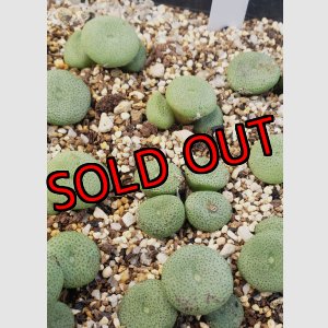 画像:  ssp. ricardianum PVB8364【26-10】