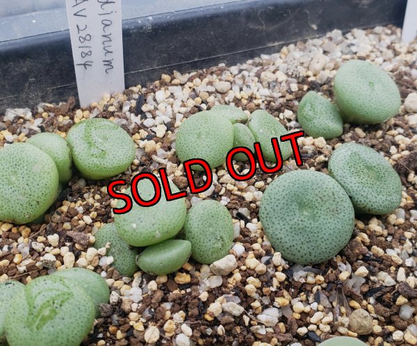 画像1:  ssp. ricardianum LAV28184【26-10】