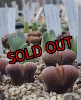 画像: verrucosum Gamoep【26-10】
