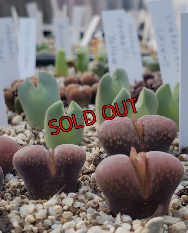 画像1: verrucosum Gamoep【26-10】