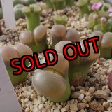 画像: friedrichiae samoep 【26-10】