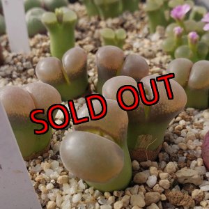 画像: friedrichiae samoep 【26-10】