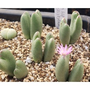 画像: biobum ssp gracilistylum SB7814/2H【26-10】