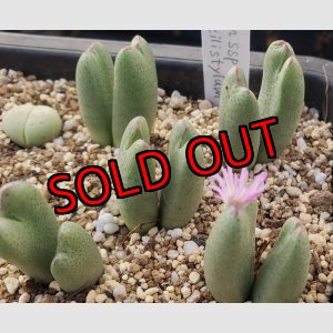 画像: biobum ssp gracilistylum SB7814/2H【26-10】