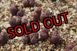 画像: pellucidum ssp. neohalii  ”Makin`s Plum”T3/2H【26-10】