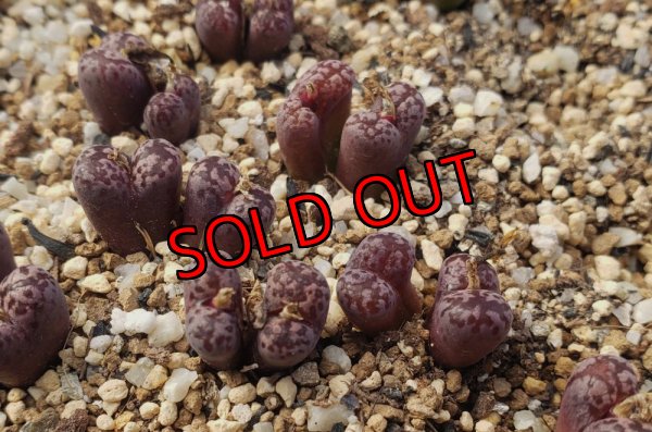 画像1: pellucidum ssp. neohalii  ”Makin`s Plum”T3/2H【26-10】