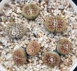 画像1: schwantesii 'nutwerk' ex C75 /2H【26-10】