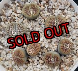 画像: schwantesii 'nutwerk' ex C75 /2H【26-10】