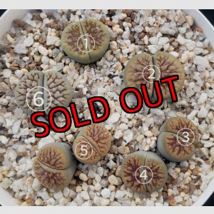 画像: schwantesii 'nutwerk' ex C75 /2H【26-10】