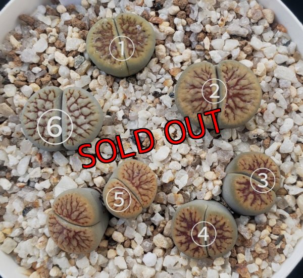 画像1: schwantesii 'nutwerk' ex C75 /2H【26-10】