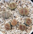 画像2: schwantesii 'nutwerk' ex C75 /2H【26-10】