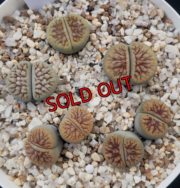 画像2: schwantesii 'nutwerk' ex C75 /2H【26-10】
