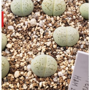 画像:  vanzylii　Emerald【26-10】