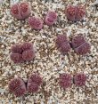 画像2:  紫菊章玉【26-10】