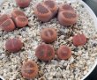 画像1:  subsp. euniceae var. fluminalis 'Mado-Chieruby【26-10】