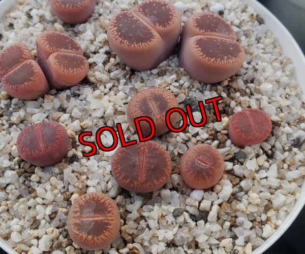 画像1:  subsp. euniceae var. fluminalis 'Mado-Chieruby【26-10】