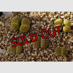 画像: ex,C229B Chrysoberyl【26-10】