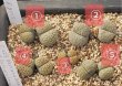 画像1: verruculosa 'Verdigris' ex SH/2H【26-10】