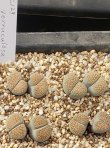 画像1: C129 verruculosa v. verruculosa/2H【26-10】