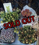 画像: セダム苗セット-A（26-3）