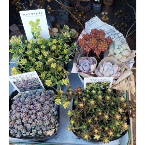 画像: セダム苗セット-A（26-3）