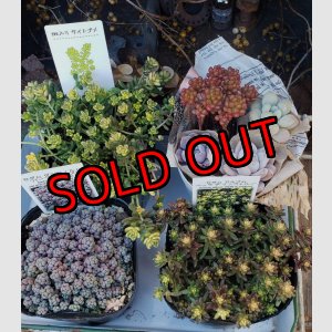 画像: セダム苗セット-A（26-3）