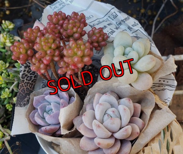 画像2: セダム苗セット-A（26-3）