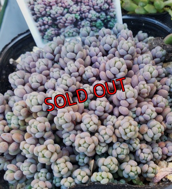 画像3: 寄せ植えセット-雫A（26-4）