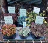 画像: セダム苗セット-B（26-3）