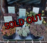 画像: セダム苗セット-B（26-3）