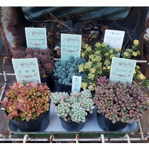 画像: セダム苗セット-B（26-3）