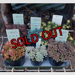 画像: セダム苗セット-B（26-3）