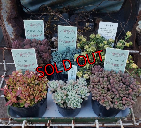 画像1: セダム苗セット-B（26-3）