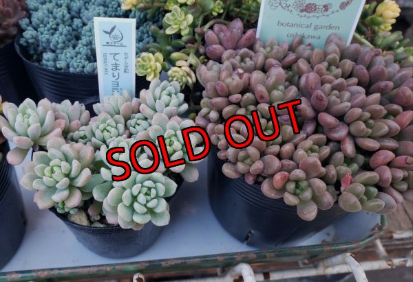 画像2: セダム苗セット-B（26-3）