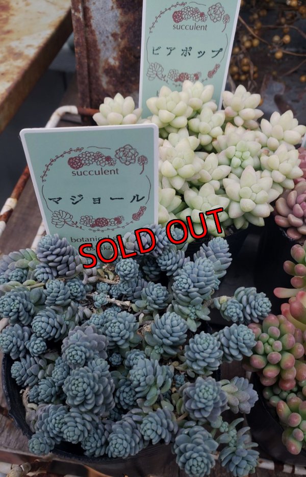 画像3: セダム苗セット-C（26-3）