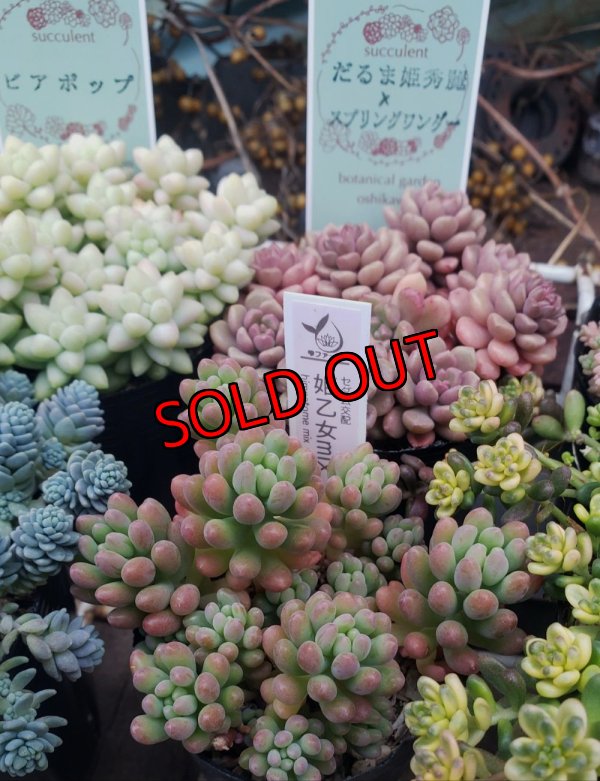 画像2: セダム苗セット-C（26-3）