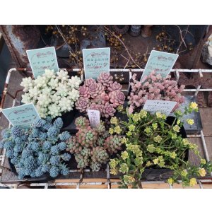 画像: セダム苗セット-C（26-3）